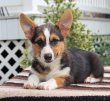 Puppies for sale , welsh corgi pembroke - Germany, Frankfurt