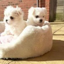 Puppies for sale maltese - Belgium, Antwerp