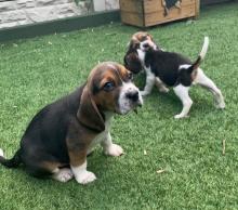 Puppies for sale beagle - Germany, Munich