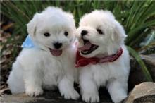 Puppies for sale maltese - Turkmenistan, Turkmenabad