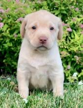 Puppies for sale labrador retriever - Uzbekistan, Bukhara