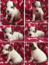 Puppies for sale jack russell terrier - Czech Republic, Bridge