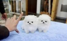 Puppies for sale pomeranian spitz - Netherlands, Enschede