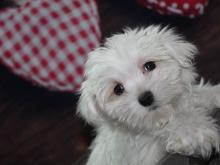 Puppies for sale maltese - Georgia, Batumi