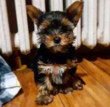 Puppies for sale yorkshire terrier - Slovakia, . Price 500 €