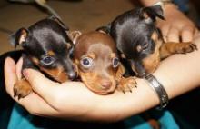 Puppies for sale miniature pinscher - Romania, Brasov