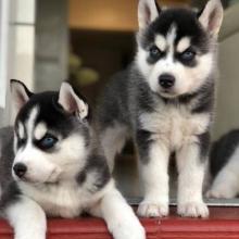 Puppies for sale haski, blue eyes siberian husky puppies - Kyrgyzstan, Bishkek