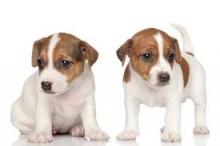 Puppies for sale jack russell terrier - Czech Republic, KE