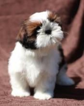 Puppies for sale shih tzu - Russia, Archangel