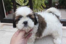 Puppies for sale shih tzu - Portugal, Lisbon