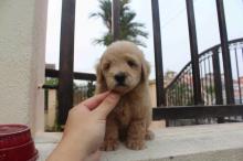 Puppies for sale toy-poodle - Portugal, Lisbon