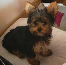 Puppies for sale yorkshire terrier - Malta, Valletta. Price 400 €