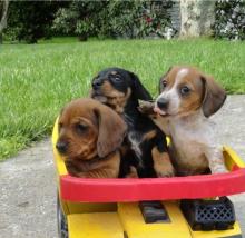 Puppies for sale dachshund - Greece, Heraklion