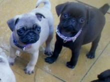 Puppies for sale pug - Hungary, Budapest