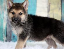 Puppies for sale german shepherd dog - Greece, Heraklion