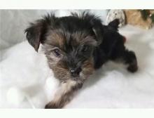 Puppies for sale yorkshire terrier - Lithuania, Vilnius