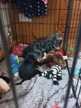 Puppies for sale miniature pinscher - Canada, Quebec, Quebec City