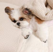 Puppies for sale shih tzu - Luxembourg, Luxembourg. Price 500 €