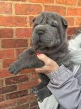 Puppies for sale shar pei - United Kingdom, coventry