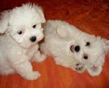 Puppies for sale maltese - Austria, Vienna. Price 500 €