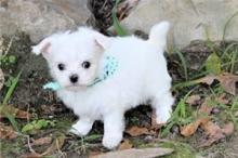 Puppies for sale maltese - Portugal, Gondomar