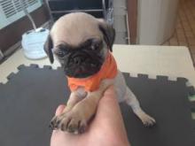 Puppies for sale pug - Netherlands, Amsterdam
