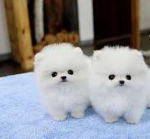 Puppies for sale pomeranian spitz - United Kingdom, Yorkshire