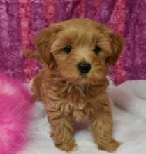 Puppies for sale havanese - Moldova, Cahul
