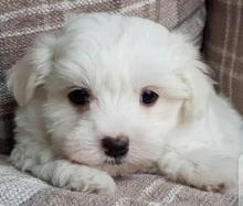 Puppies for sale maltese - Ireland, Dublin