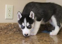 Puppies for sale , siberian husky - United Kingdom, Darlington