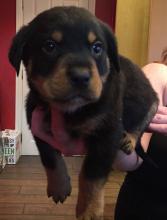 Puppies for sale rottweiler - United Kingdom, Chesterfield