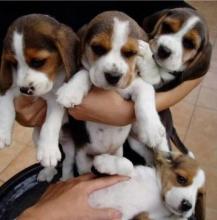 Puppies for sale beagle - Finland, Oulu