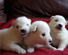 Puppies for sale samoyed dog (samoyed) - Poland, Torun