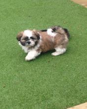 Puppies for sale shih tzu - Malta, Valletta. Price 250 €