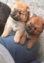 Puppies for sale chow chow - France, Montpellier. Price 250 €