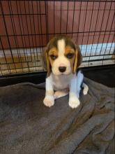 Puppies for sale beagle - Denmark, Odense