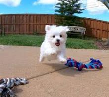 Puppies for sale maltese - Canada, Quebec, Quebec City