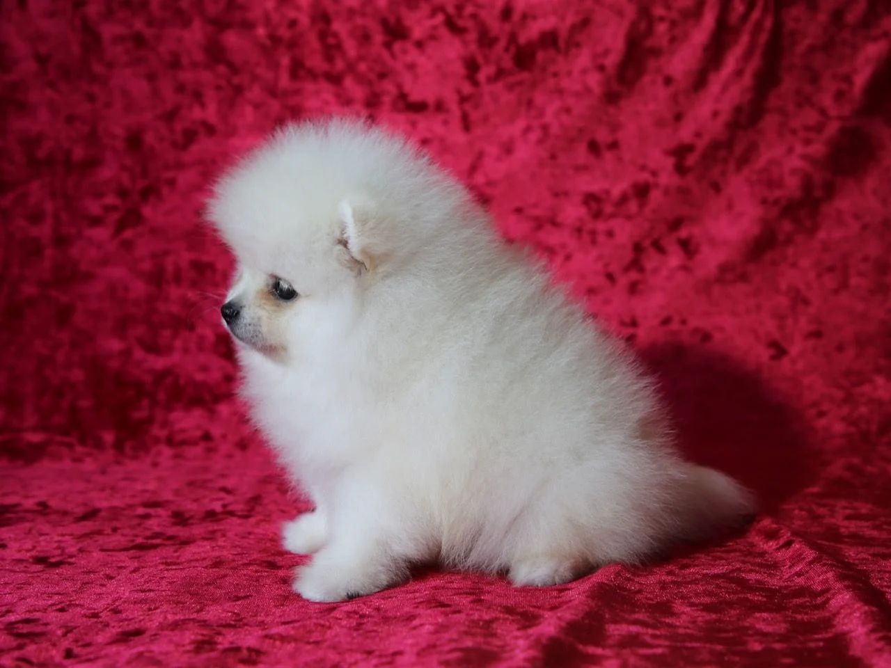 Puppies for sale pomeranian spitz - Finland, Pori