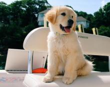 Puppies for sale golden retriever - United Kingdom, Darlington