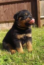 Puppies for sale rottweiler - Hungary, Budapest