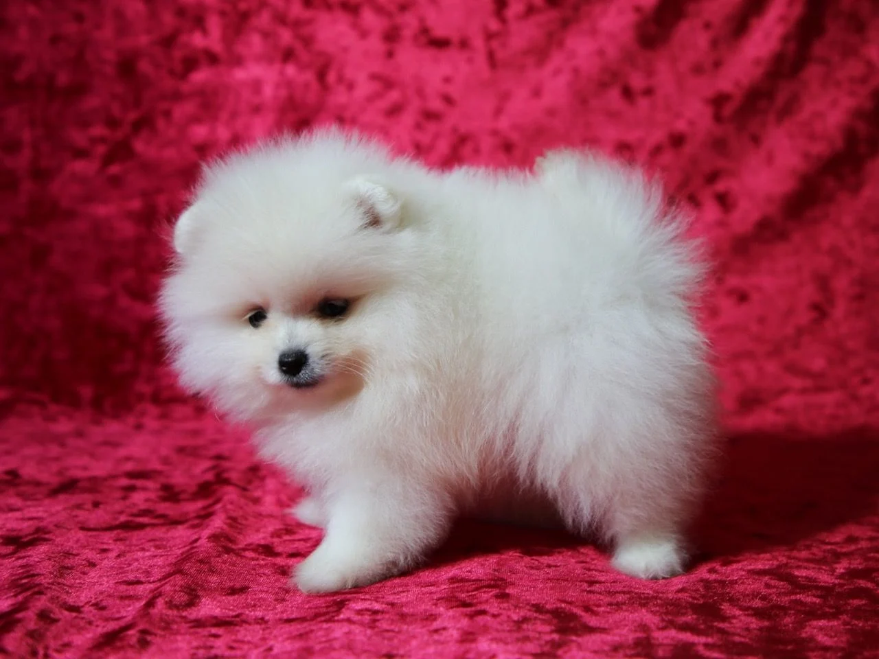 Puppies for sale pomeranian spitz - Ireland, Limerick