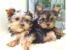 Puppies for sale yorkshire terrier - Denmark, Odense