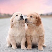 Puppies for sale golden retriever - Denmark, Odense