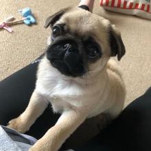 Puppies for sale pug - Portugal, Lisbon