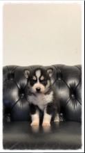 Puppies for sale other breed, siberian husky - Malta, Valletta