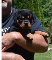 Puppies for sale rottweiler - Canada, Manitoba, Winnipeg