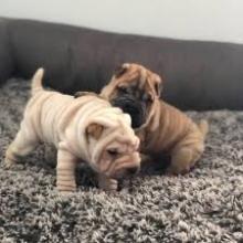 Puppies for sale shar pei - United Kingdom, Darlington