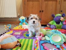 Puppies for sale havanese - Denmark, Odense