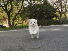 Puppies for sale maltese - Sweden, Lidkoping