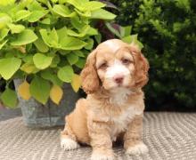 Puppies for sale , cockapoo - Italy, Florence